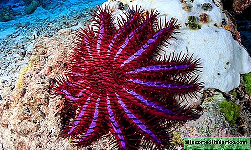 Akantaster: wie zal de koraaleter stoppen en de riffen van de planeet redden