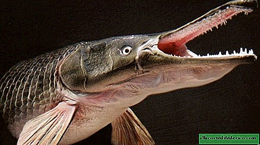 Alligator-gädda: en enorm gammal fisk som kan andas atmosfärisk luft