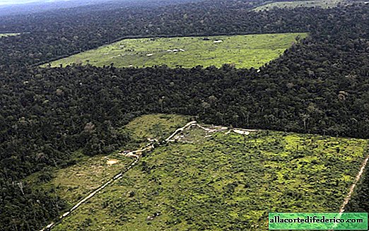 The Amazon Selva turned out to be a fruit garden created by an ancient civilization