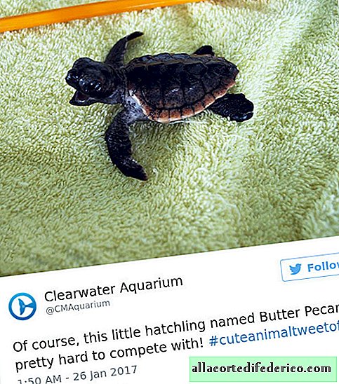 Amerikaanse dierentuinen ontdekken op Twitter welke van hen de schattigste kleine dieren hebben