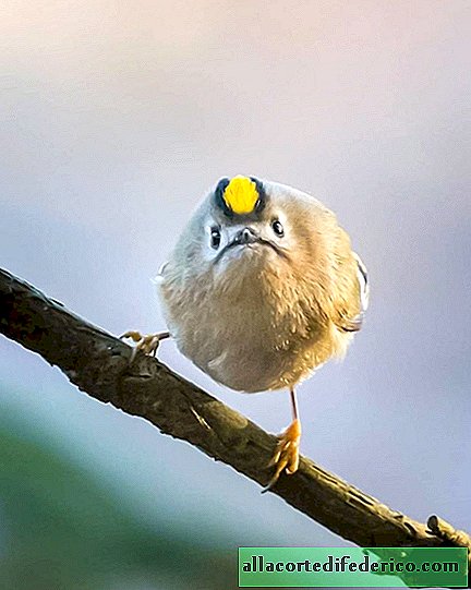 Finse fotograaf neemt echte live Angry Birds