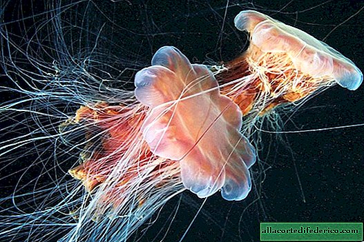 Cyaney Arctique - la plus grande méduse du monde
