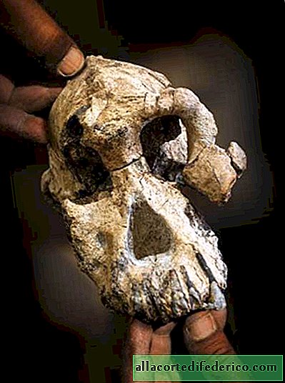 Found the missing link in human evolution: skull Australopithecus anamensis