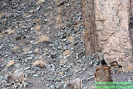 The Australian photographer was able to remove snow leopards during the hunt. An amazing sight!