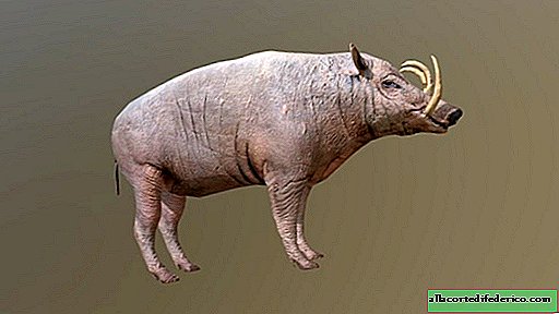 Babirussa from the island of Sulawesi: the most unusual pig in the world