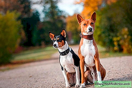 Basenji are the only dogs that cannot bark.