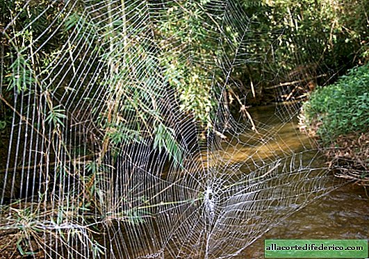 BBC berhasil menangkap laba-laba menembak jaring di ketinggian 25 meter
