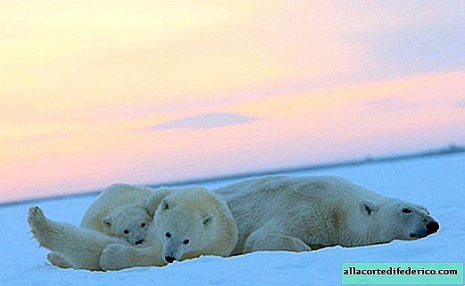 Ľadové medvede sledujú západ slnka na Aljaške