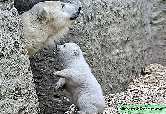 The white bear took the first steps and immediately conquered the whole world with its behavior!
