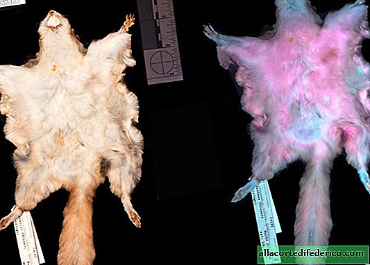 Flying squirrels glow in the dark: why do they need such abilities