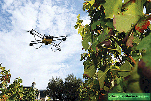 Priceless staff: how drones help grow better grapes