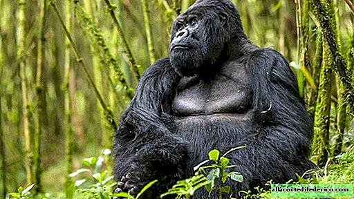 Tanpa tali pengikat dan suguhan: adalah persahabatan sejati antara gorila liar dan manusia