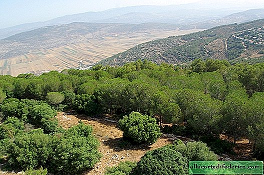 Sin agua y bajo el sol abrasador: cómo Israel convirtió las arenas en bosques y viñedos