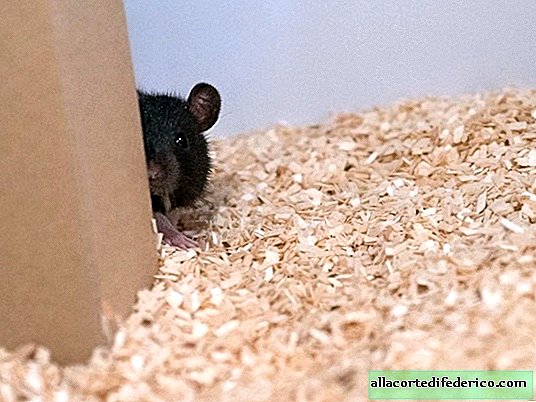 Biologer lärde råttor att spela gömma: vad hittade du ut