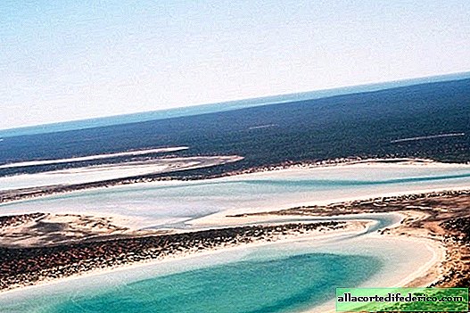 Birridas: os únicos lagos de gesso da Austrália, onde as aves da Sibéria voam para o inverno