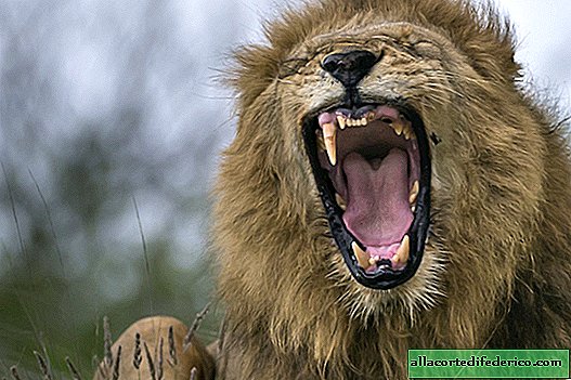 Batalla de leones africanos