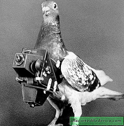 Luchadores del frente invisible: cómo se usaron las palomas como señalizadores y espías fotográficos
