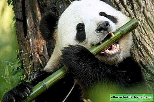 The big panda is no longer an endangered species!