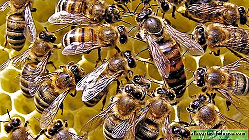Reine ou classe ouvrière: comment l'avenir des abeilles dépend de la composition de la nutrition pendant l'enfance