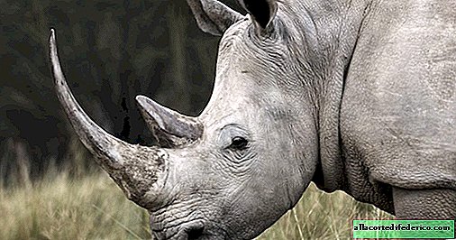 Black and white rhino: why they were named like that, because in fact they are both gray