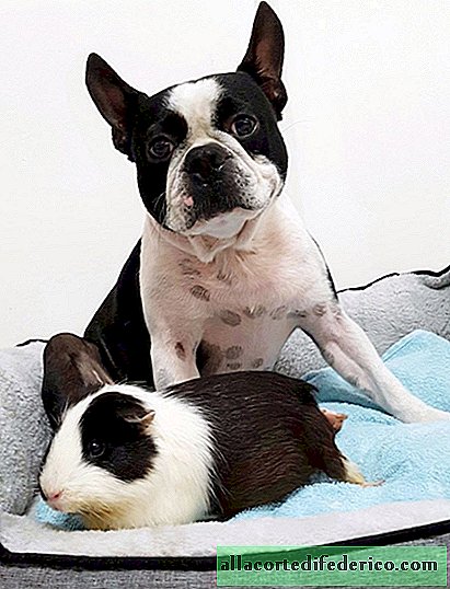 Черно-бели приятели: сладка история за това как морско свинче и куче станаха приятели