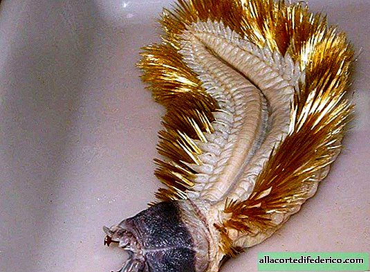 Een worm vanaf de bodem van de oceaan lijkt op het feestelijke klatergoud van Halloween