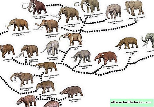 Quatro presas e um tronco em forma de bico: como eram os ancestrais dos elefantes