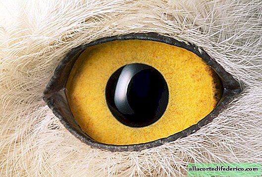 Kelle silmad on sellised: hämmastavad lähivõtete fotod loomade silmadest