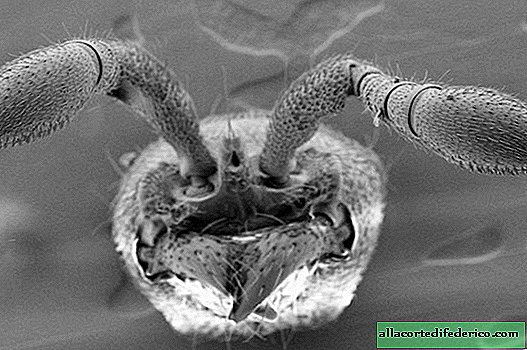 चींटियों से "सामाजिक जीन" हटा दिया जाए तो क्या होगा