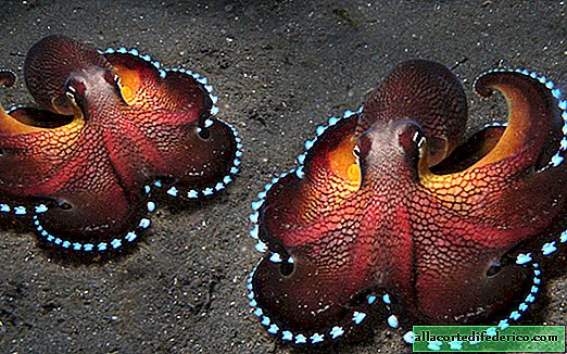 Wat gebeurt er als je een octopus in een pot doet en deze met een deksel sluit