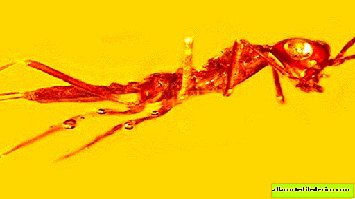 What hides the "alien in amber": the mysteries of a prehistoric insect