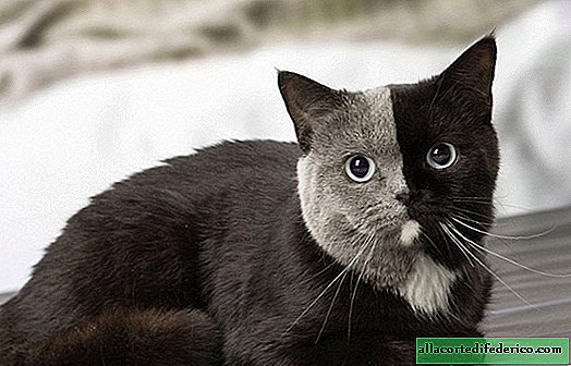 Wat is een "kattenchimera" en hoe een kat met twee gezichten de mooiste ter wereld werd