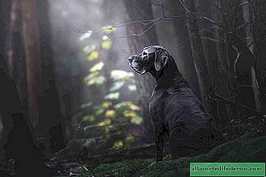 Wonderful winners of the best photos of dogs contest that will make the day more beautiful