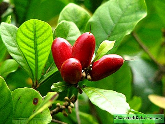 Prachtige bessen: ongewone vruchten die elk voedsel zoet kunnen maken