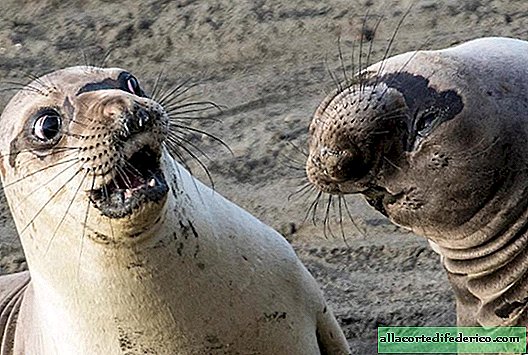 For the mood: finalists of the Comedy Wildlife Photography funny animal contest