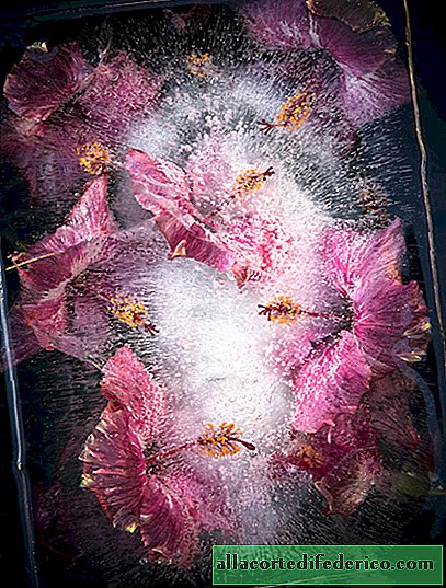South African flowers frozen in exquisite compositions
