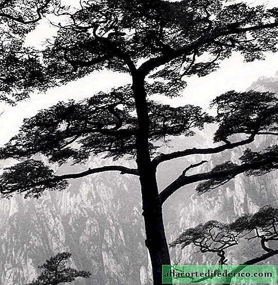 Les arbres sont comme les gens: des portraits d'arbres inoubliables par Michael Kenna