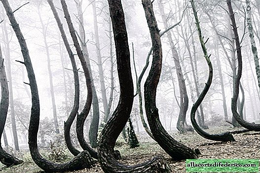 Los árboles también quieren bailar: por qué los troncos son curvos
