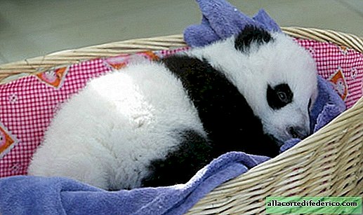 Przedszkole dla pand w Chinach - najpiękniejsze miejsce na ziemi!
