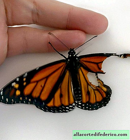 Un créateur de mode a effectué une greffe de papillon en direct