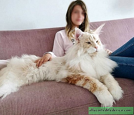 The girl showed her huge Maine Coon cat, its size is hard to believe