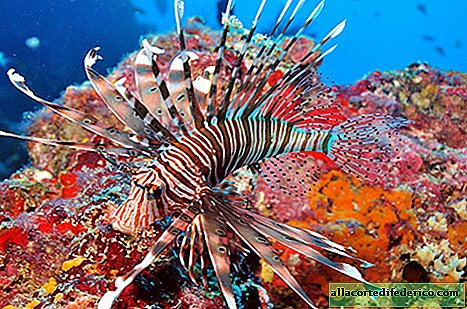 Iskanje Nemo na Dhigali Maldivih
