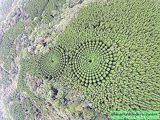Why in Japan planted a forest in the form of circles