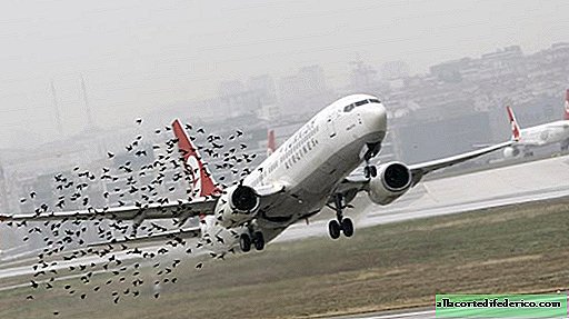 Eine Falkendrohne schreckt Vögel vom kanadischen Flughafen ab