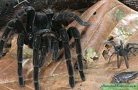 Tarantulák és kis békák barátsága: miért védik a pókok a potenciális áldozatokat?