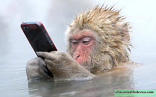Џигокудани - парк снежних мајмуна у који се заљубите на први поглед