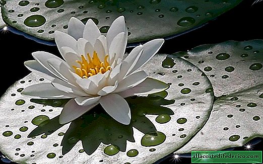 Efek Lotus: mobil selalu bersih dan kantong tidur tahan air