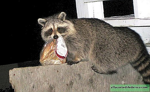 Raccoon Stripes: el animal que capturó fácilmente el mundo