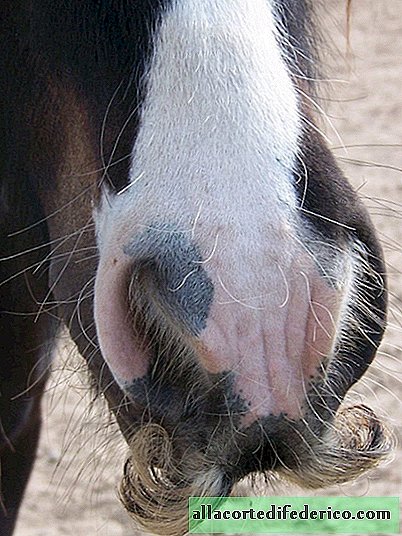 If you feel sad, just remember that horses mustache must grow