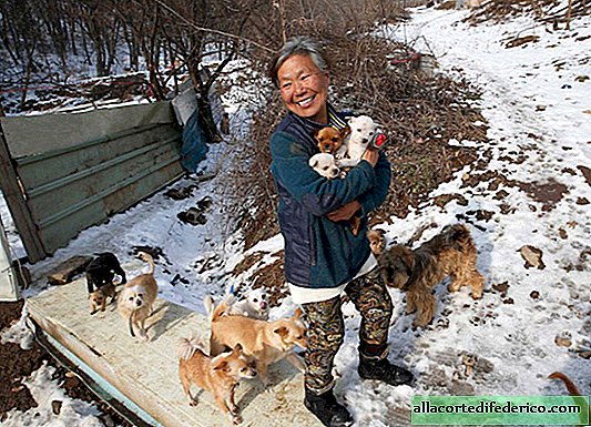 هذه المرأة المذهلة من كوريا الجنوبية تنقذ الكلاب من الموت الرهيب.